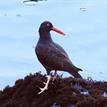 Black oystercatcher at MacKerricher SMCA