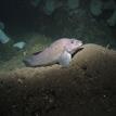 Male kelp greenling near Mattole Canyon SMR