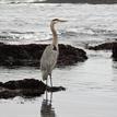 Great blue heron in Montara SMR