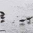 Least sandpipers at Moro Cojo Slough SMR