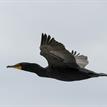Double-crested cormorant in Natural Bridges SMR