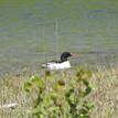 A male (center) and two female common mergansers, Navarro River Estuary SMCA