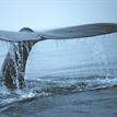 Humpback whale in North Farallon Islands SMR