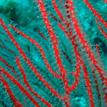 Red gorgonian at Painted Cave SMCA