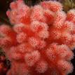 Sea strawberry soft coral, Point Arena SMR