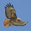 Red-tailed hawk near Point Lobos SMR