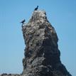 Cormorants on Point Resistance Rock