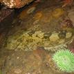 Cabezon and giant green anemone in Point Reyes Headlands Special Closure