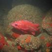 Vermilion rockfish in Reading Rock SMR