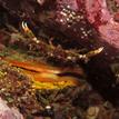 Rock scallop and decorator crab at Russian Gulch SMCA