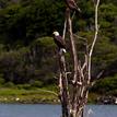 Bald eagles in Russian River SMRMA