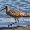 A whimbrel at the San Dieguito Lagoon SMCA