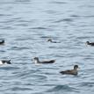 Black-vented shearwaters at Santa Barbara Island SMR