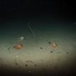 Red octopus and sea whips near Ten Mile Beach SMCA