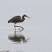 Tricolored heron in Upper Newport Bay SMCA