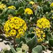 Yellow sand verbena near Vandenberg SMR