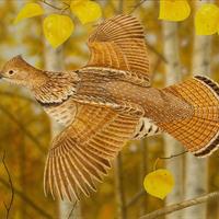 Ruffed Grouse by Jeffrey Klinefelter