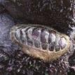 Woody chiton at Van Damme SMCA