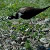 A Nesting Stilt