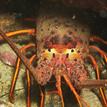 California spiny lobster at Arrow Pt to Lion Head Pt SMCA