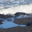 Spotted sandpiper near the surf line at Big Flat SMCA