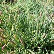 Pacific glasswort at Big River Estuary SMCA