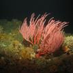 Gorgonian and a swell shark egg case at Carrington Point SMR