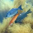 Halfmoon, rock wrasse, and opaleye, Casino Point SMCA (No-Take)