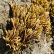 Little rockweed, Del Mar Landing SMR