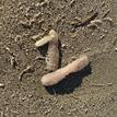 Pyrosoma atlanticum, a type of colonial tunicate, washed ashore at the SMCA