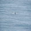 Gray whale near Double Point/Stormy Stack Rock Special Closure