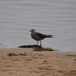 Heermann's gull at the special closure