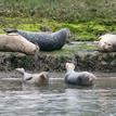 Harbor seals in Elkhorn Slough SMR