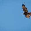 Red-tailed hawk in Estero Americano SMRMA