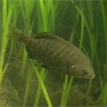 Black perch in Drakes Estero SMCA