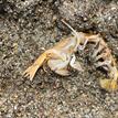 Bay ghost shrimp in Estero de San Antonio SMRMA