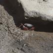 A striped shore crab and California horn snails in the Famosa Slough SMCA (No-Take)