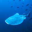 Pacific electric ray at Farnsworth Offshore SMCA