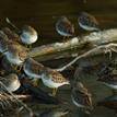 Least sandpipers at Goleta Slough SMCA (No-Take)