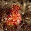 Yellowfin fringehead hiding in a rocky reef, Gull Island SMR