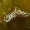 Orange-spike polycera in Kashtayit SMCA