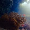 California golden gorgonian in Laguna Beach SMR