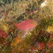 Zebra goby at Long Point SMR