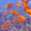 School of garibaldi at Lover's Cove SMCA