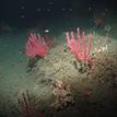 Red gorgonians near Mattole Canyon SMR