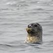 Harbor seal in Montara SMR