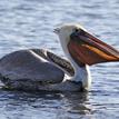 Brown pelican in Naples SMCA