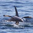 Black-footed albatross and orca at Natural Bridges SMR