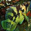 Black-and-yellow rockfish at Painted Cave SMCA