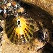 Volcano keyhole limpet in a tidepool at Point Dume SMR